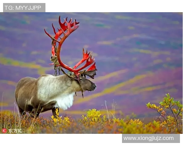 足球明星魅力瞬间尽显超帅镜头捕捉他们的风采与激情 足球明星魅力瞬间尽显超帅镜头捕捉他们的风采与激情